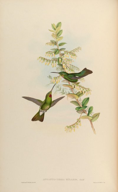 Heliodoxa gularis by John Gould
